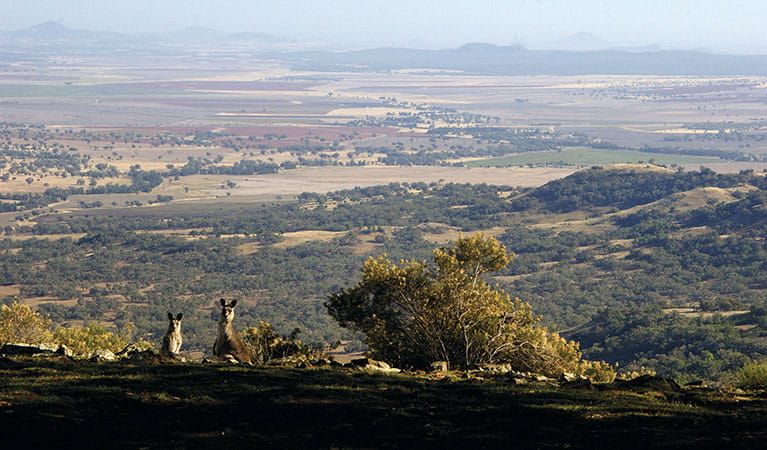 bundella-lookout.jpg