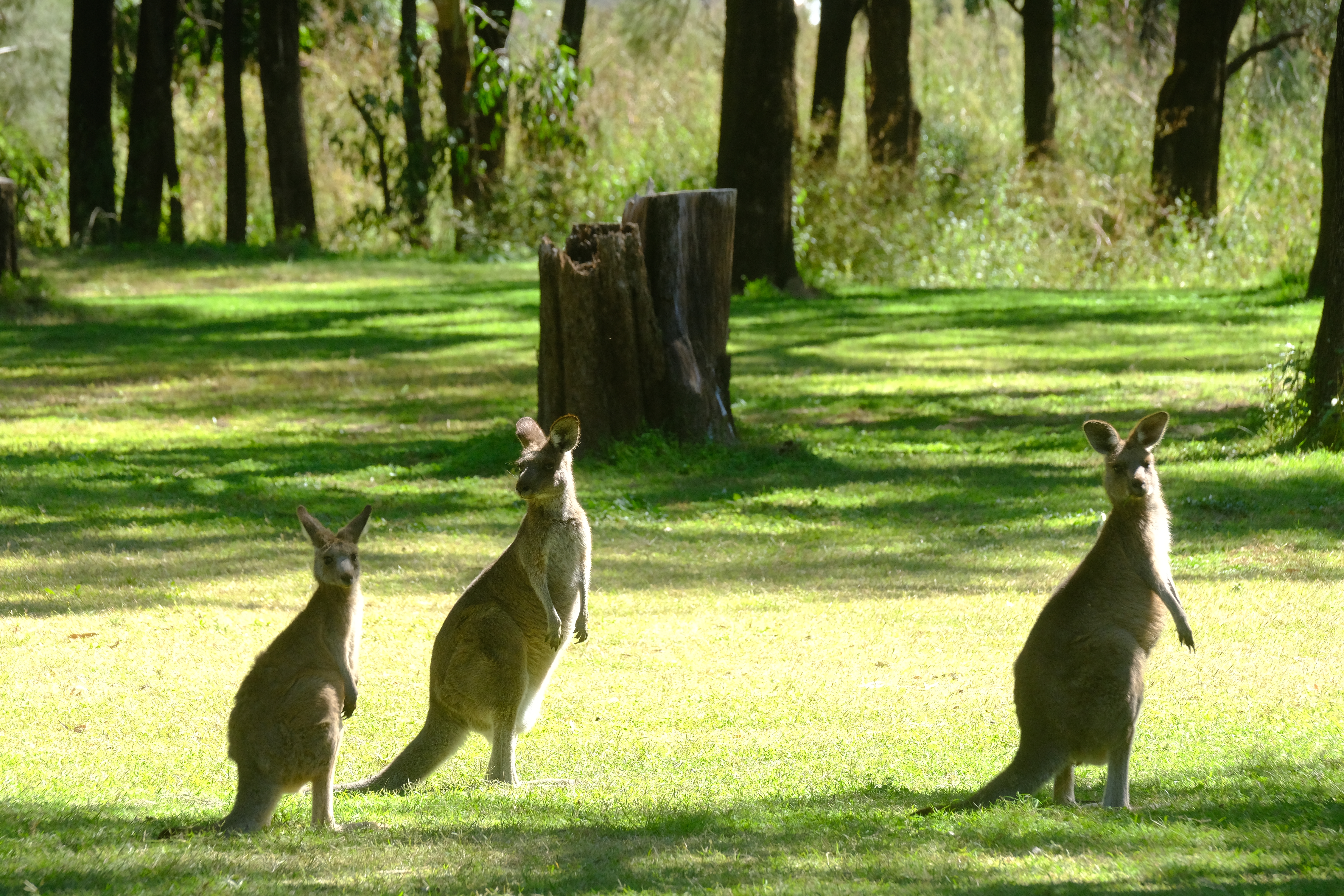 WNP Kangaroo 2.JPG