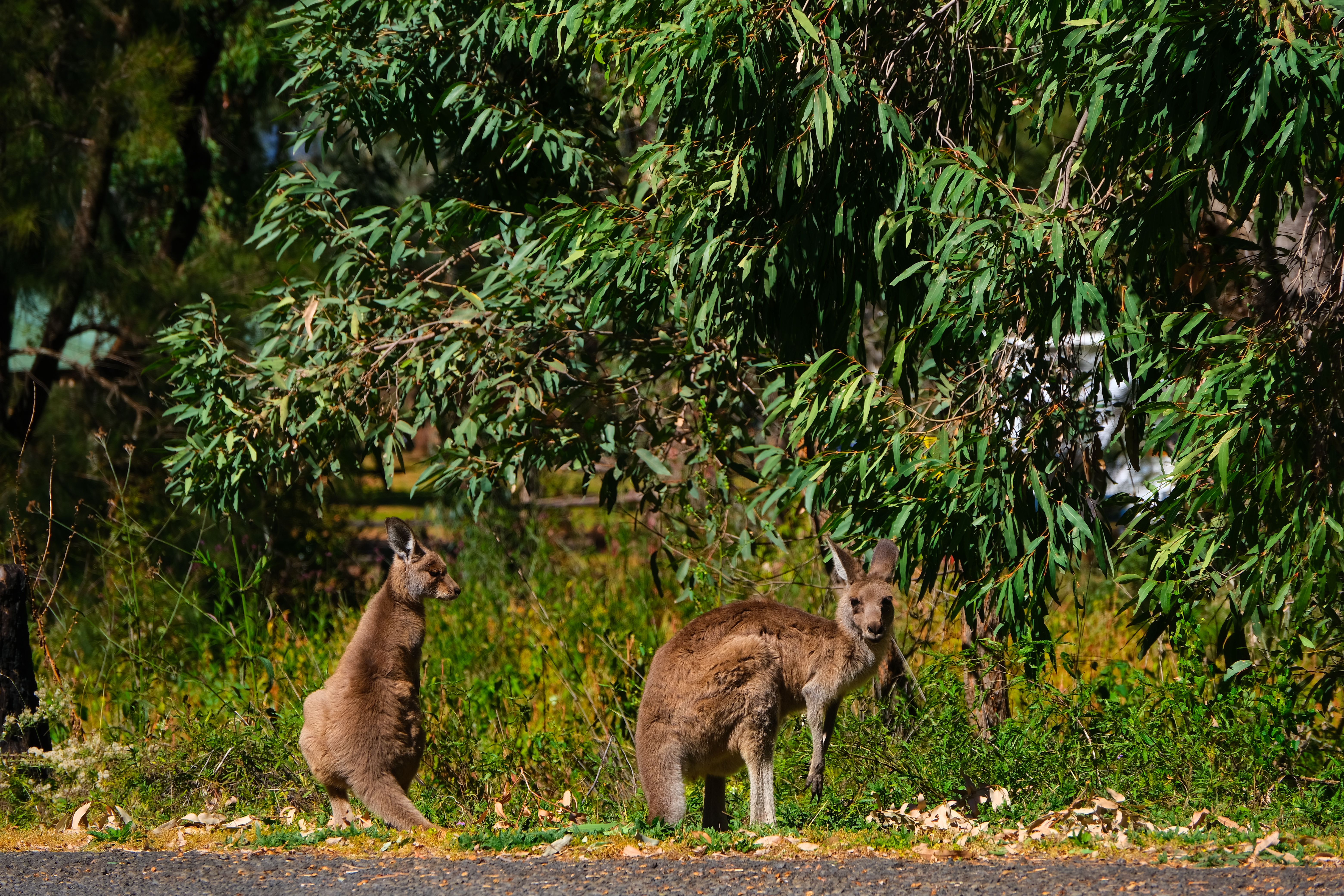 WNP Kangaroos.JPG